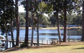Shoreline with trees