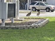 Two Sandhill Cranes walking in grass in front of Town Hall.