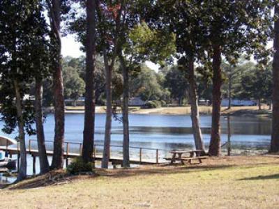 Shoreline With Tree's