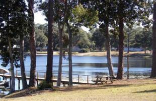 Shoreline with trees